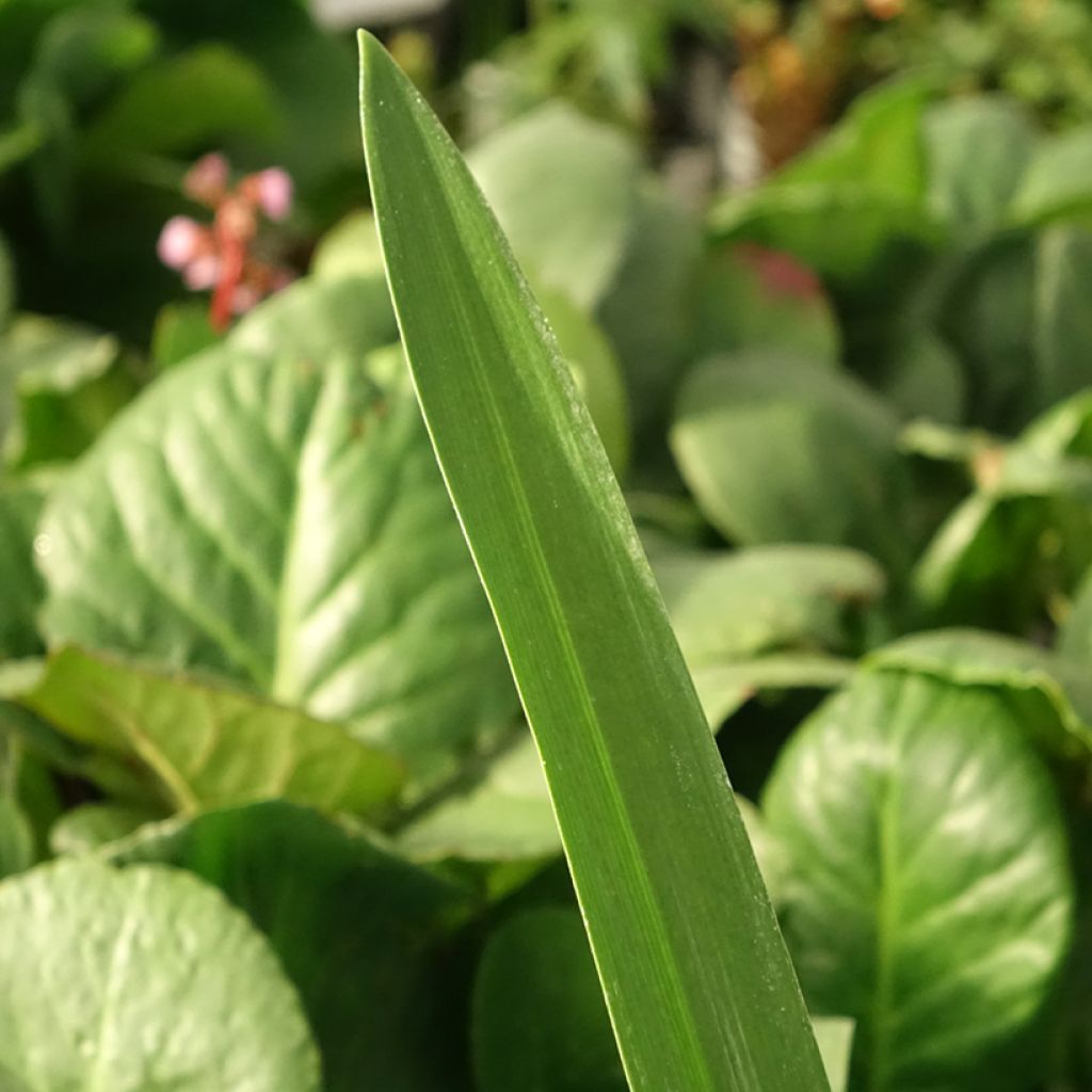 Agapanthus Purple Heart - Afrikaanse lelie