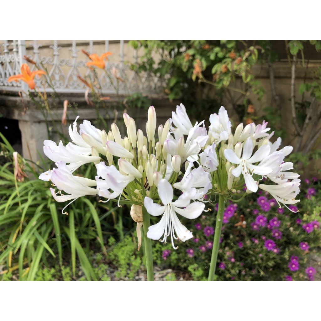 Agapanthus Strawberry Ice - Afrikaanse lelie