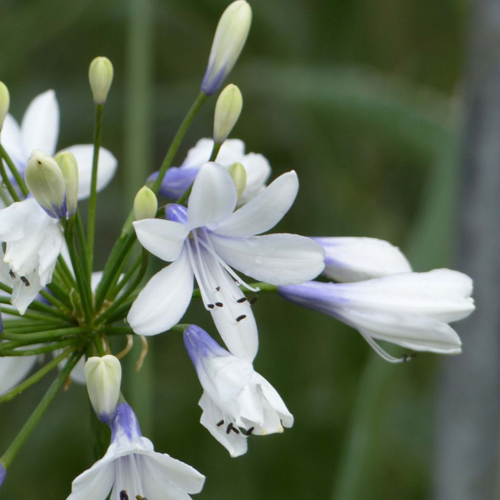Agapanthus Twister - Afrikaanse lelie