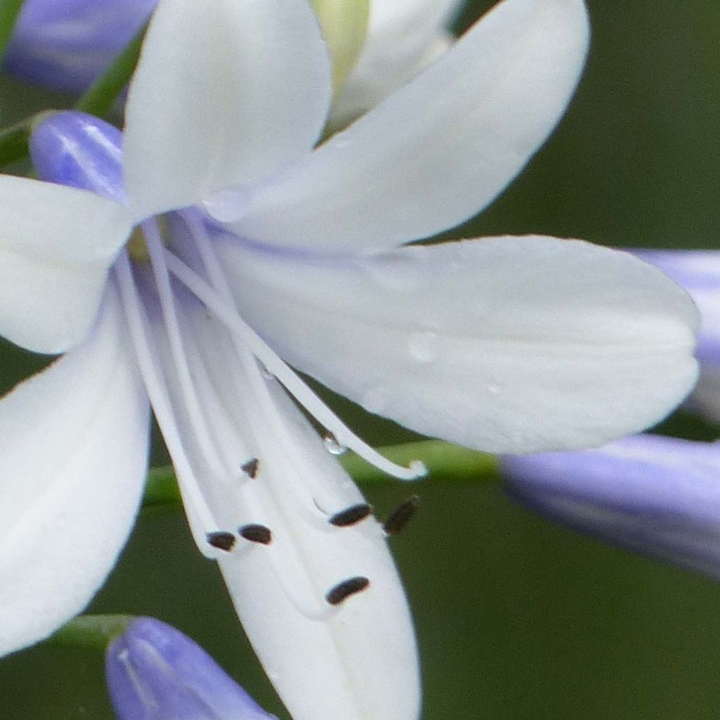 Agapanthus Twister - Afrikaanse lelie