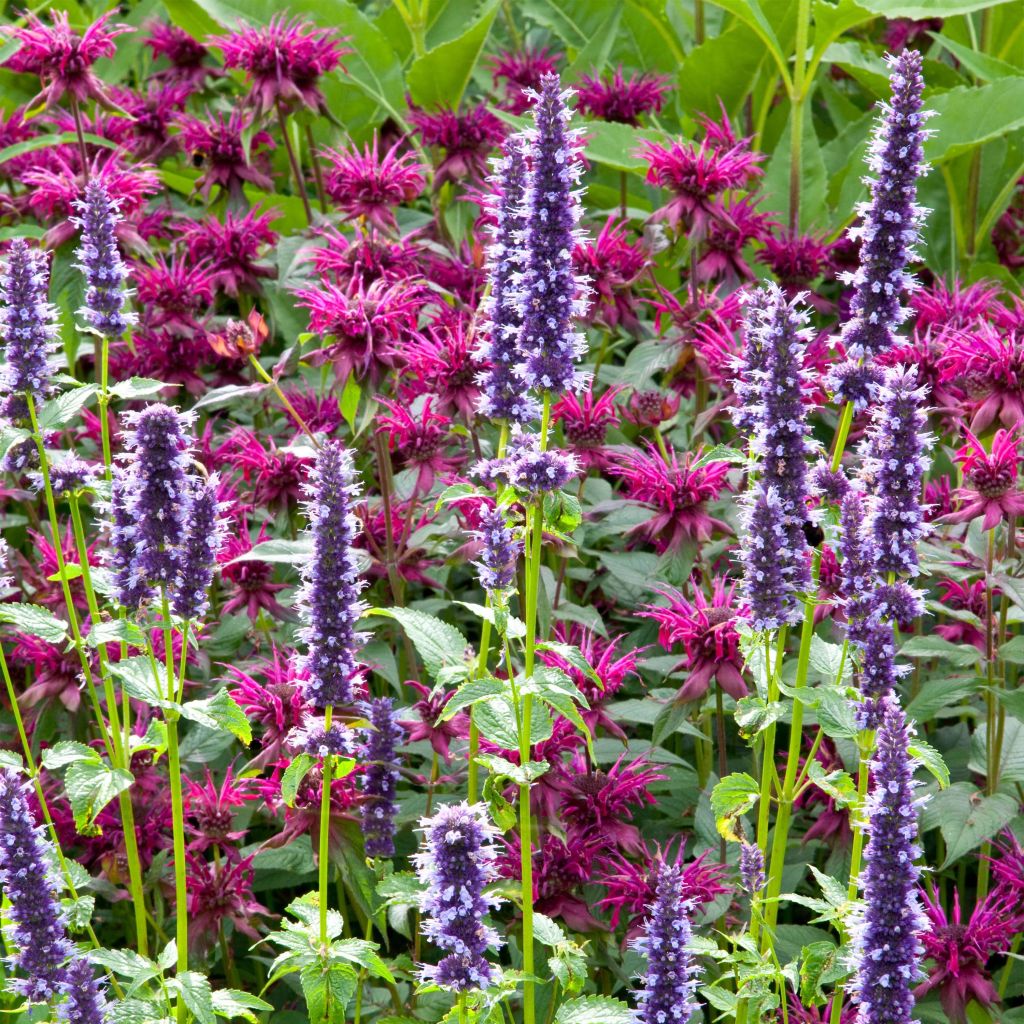 Agastache Black Adder - Dropplant