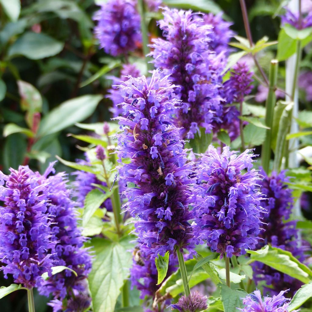 Agastache Blue Boa - Dropplant