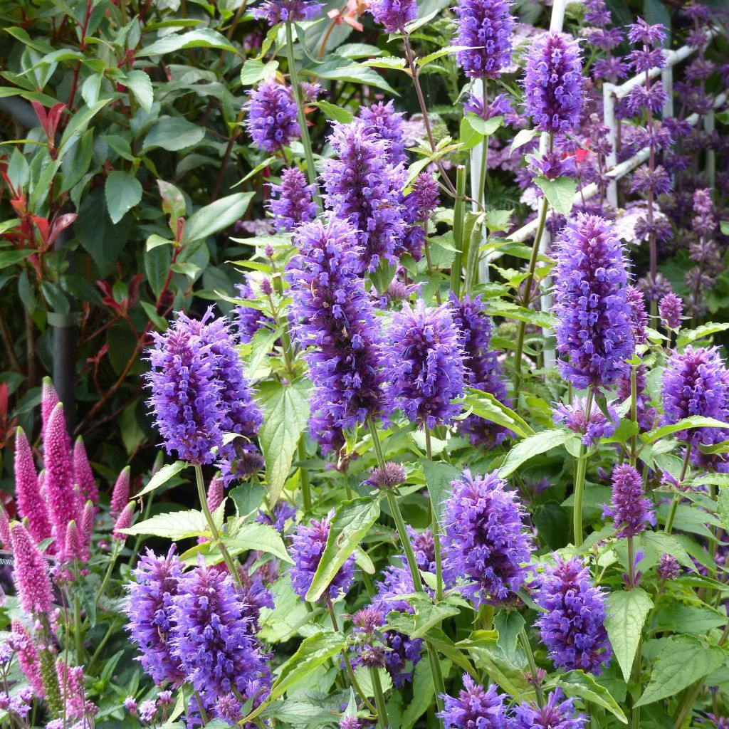 Agastache Blue Boa - Dropplant