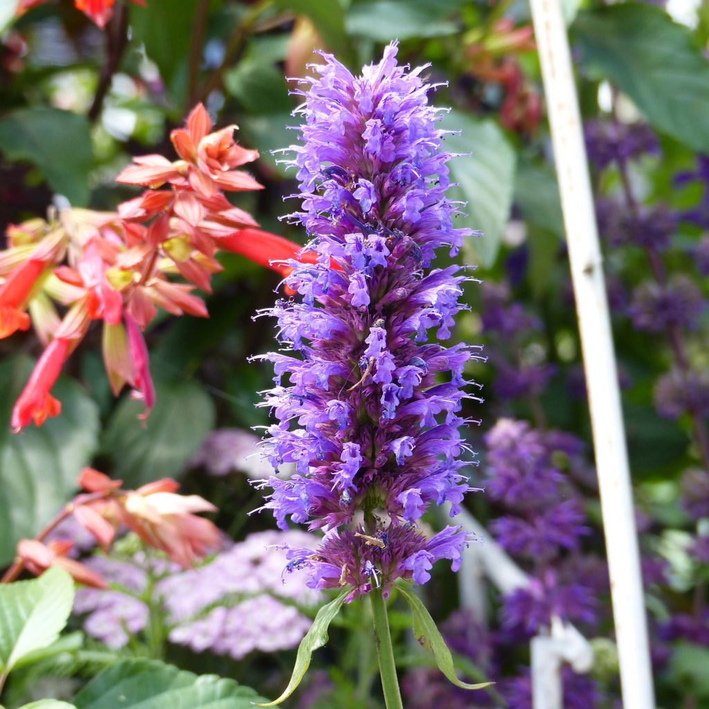 Agastache Blue Boa - Dropplant