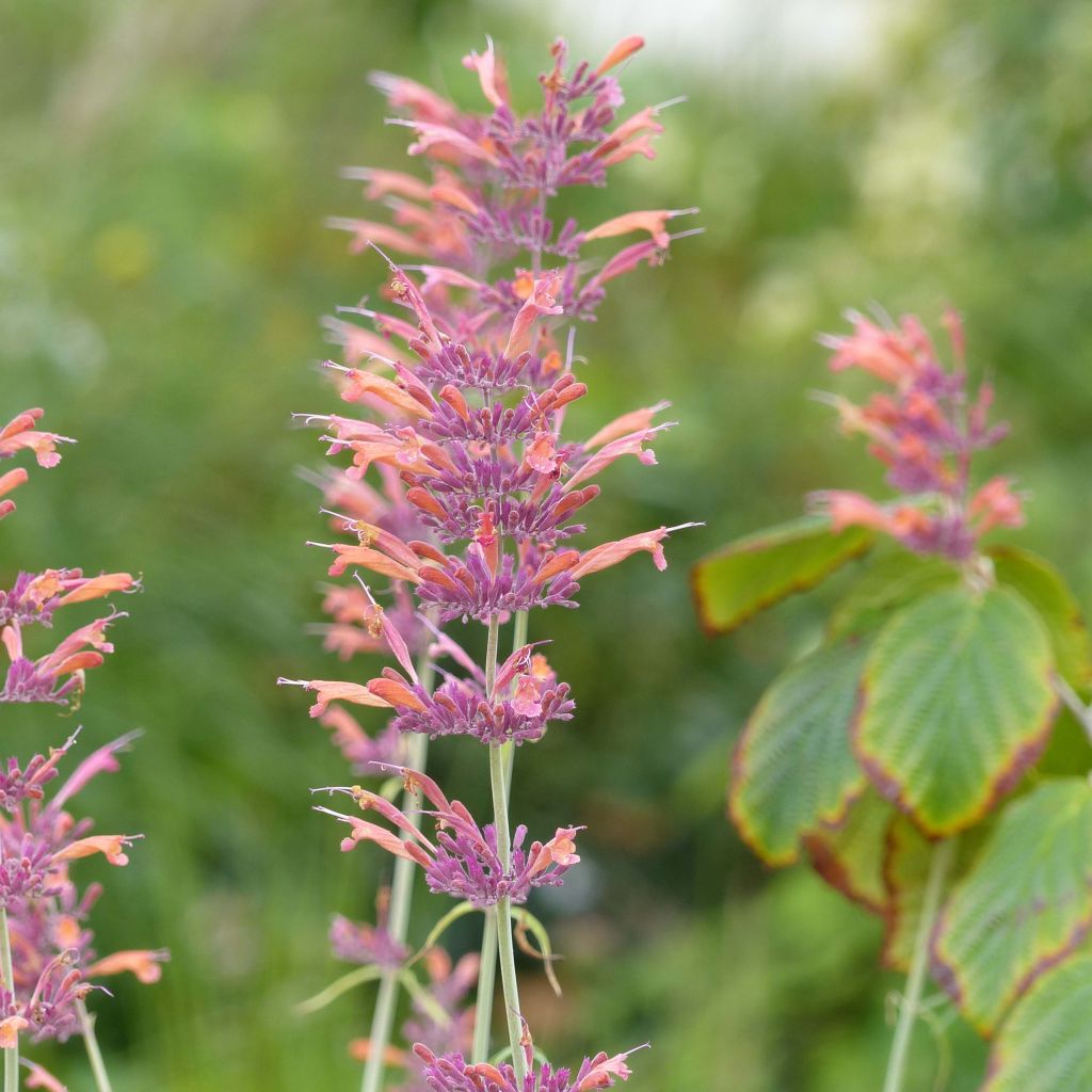 Agastache rupestris - Dropplant