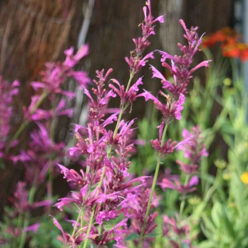 Agastache Summer Love - Dropplant