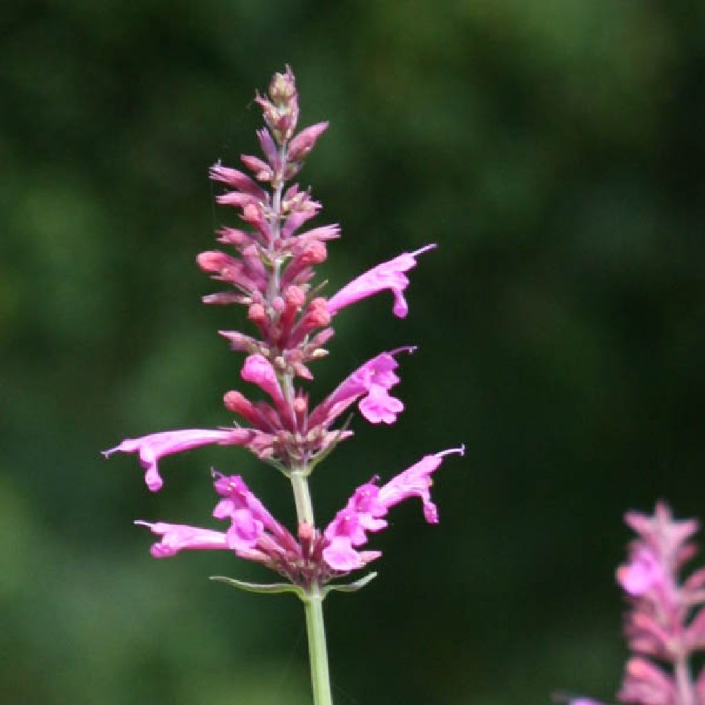 Agastache Summer Love - Dropplant