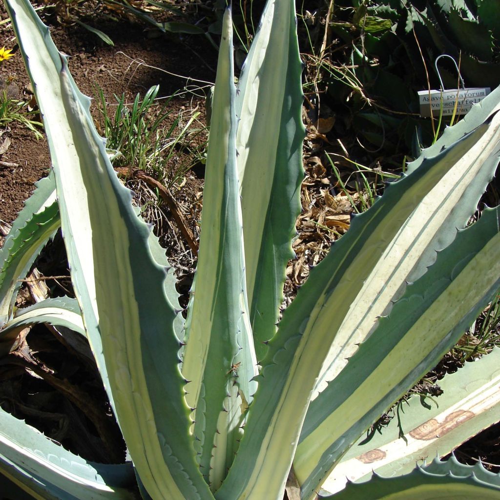 Agave Mediopicta Alba - Honderdjarige aloë
