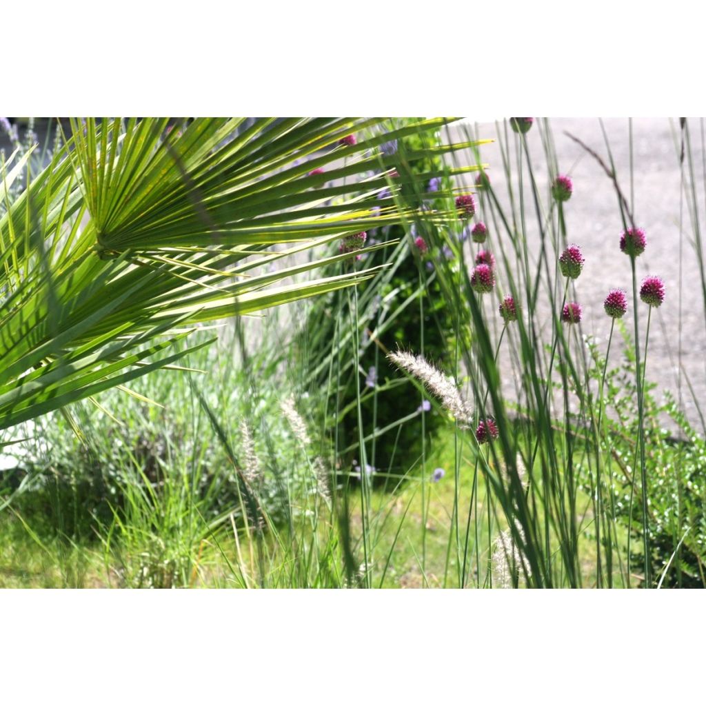 Allium sphaerocephalon - Trommelstokje