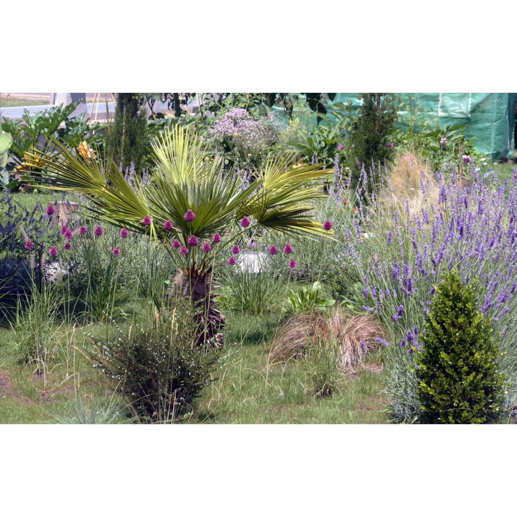 Allium sphaerocephalon - Trommelstokje