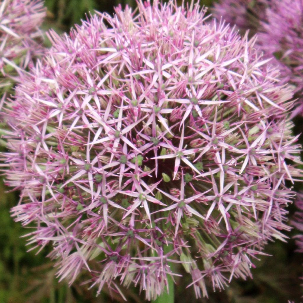 Allium Universe - Sierui