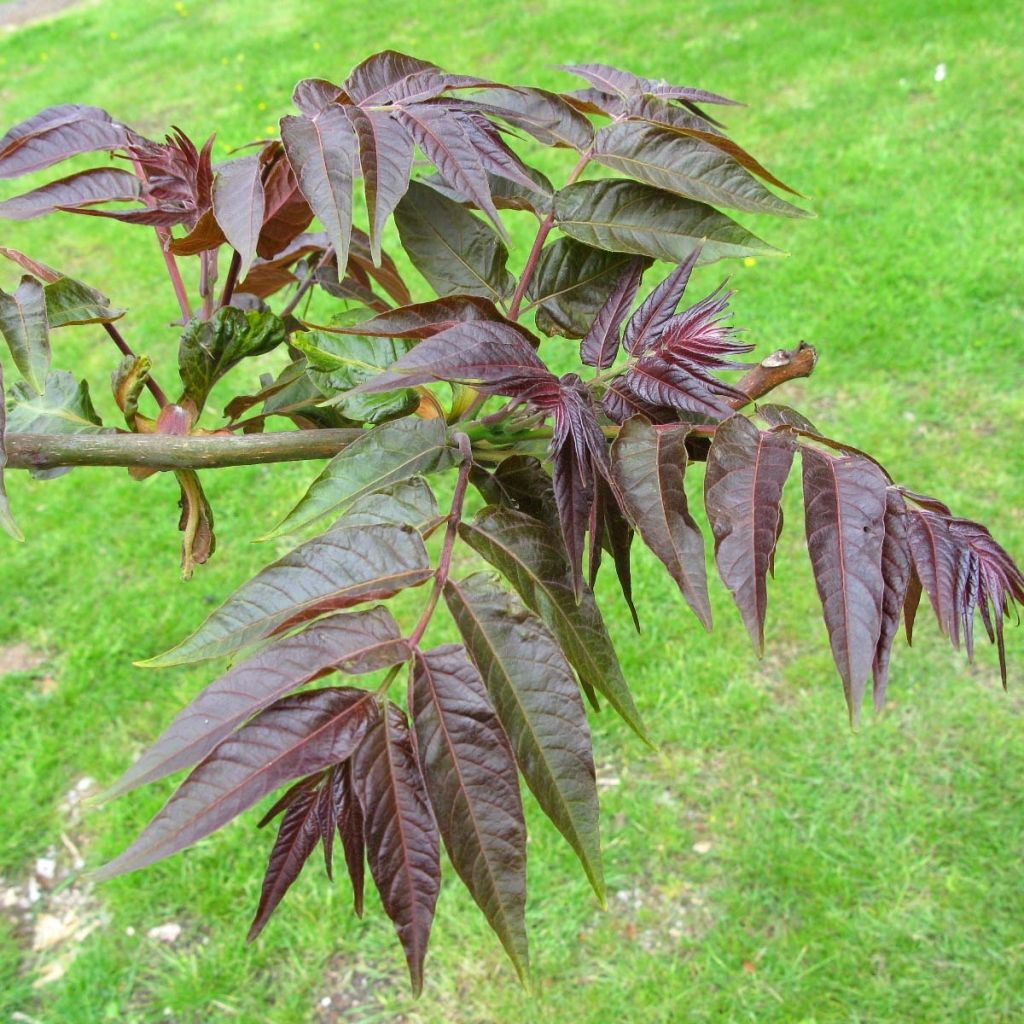 Ailanthus altissima Purple Dragon - Hemelboom