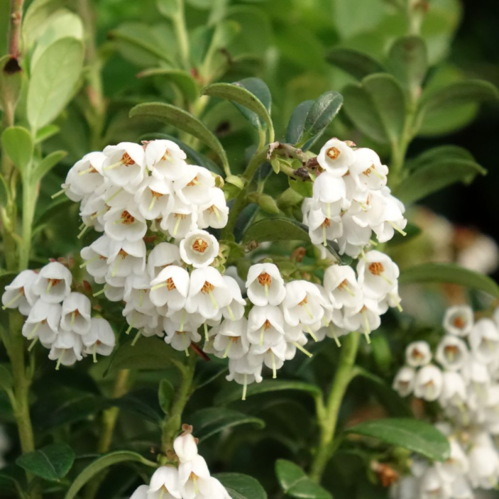 Rode bosbes - Vaccinium vitis-idaea
