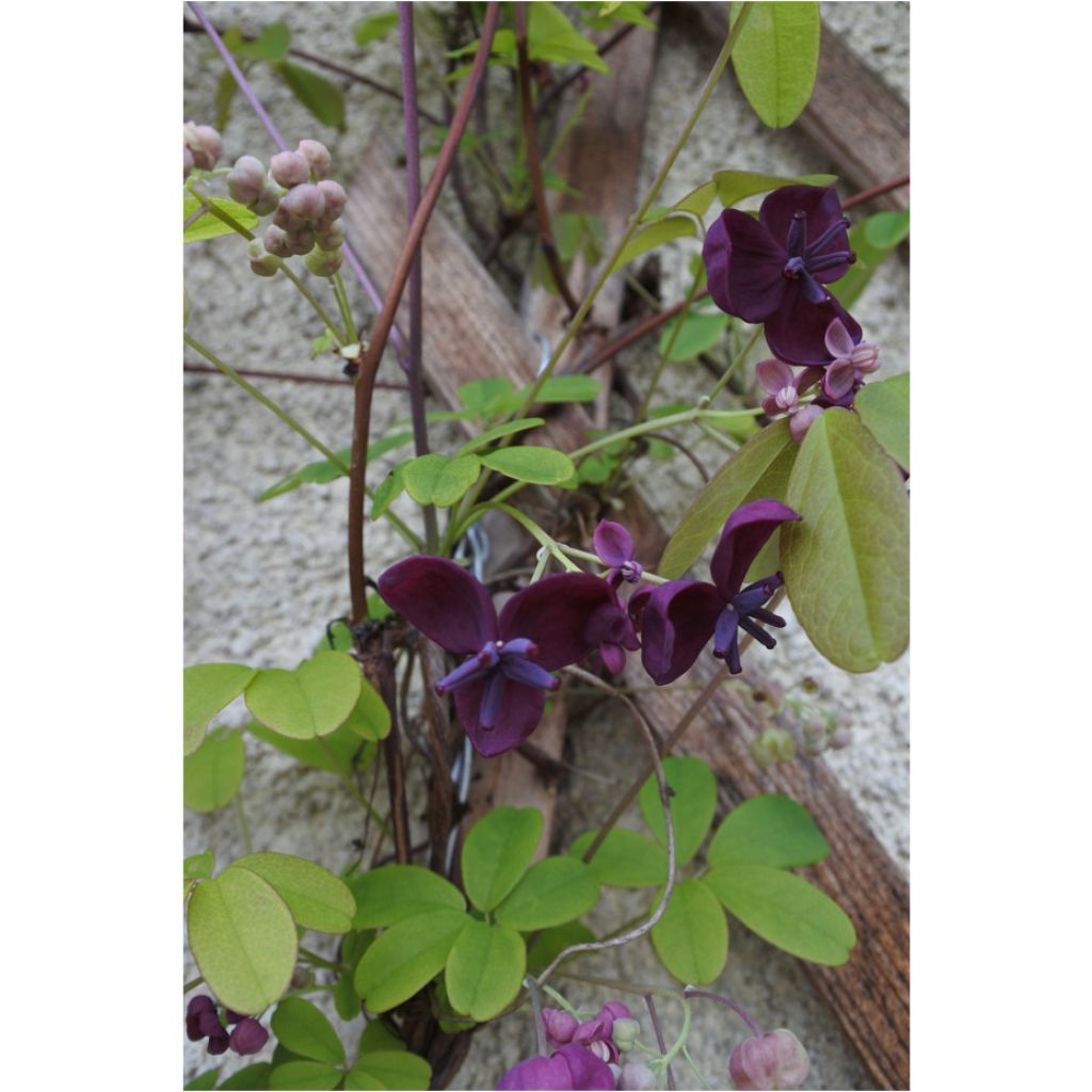 Akebia quinata - Schijnaugurk