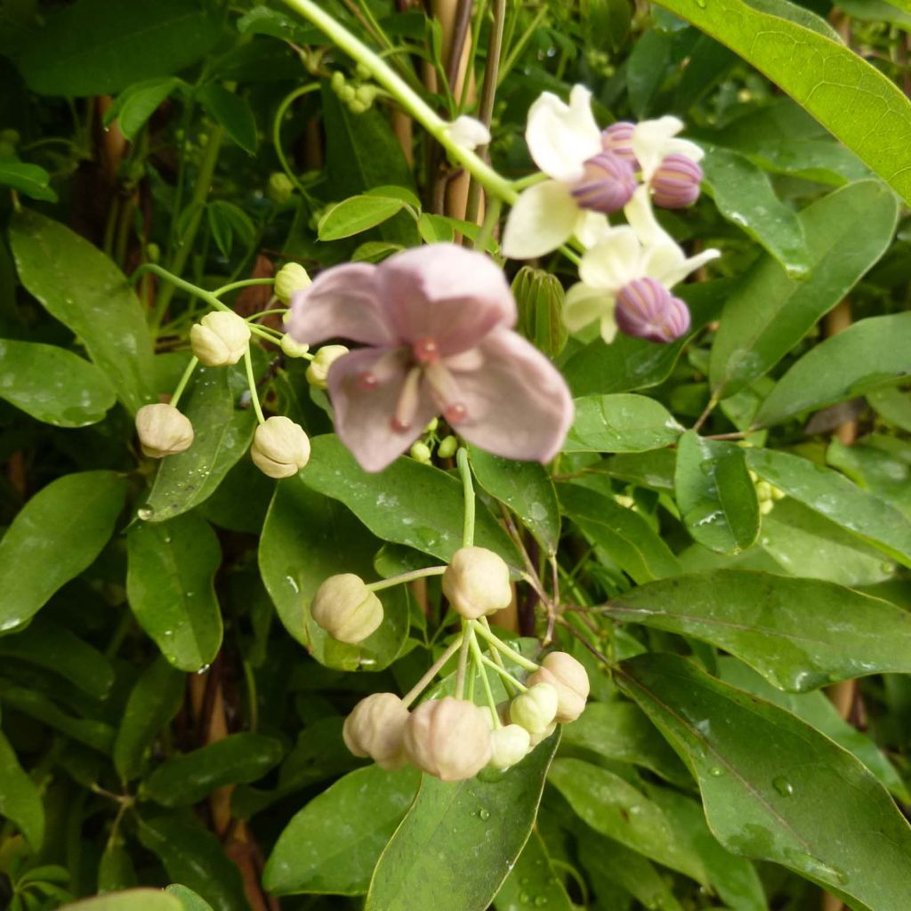 Akebia quinata Silver Bells - Schijnaugurk