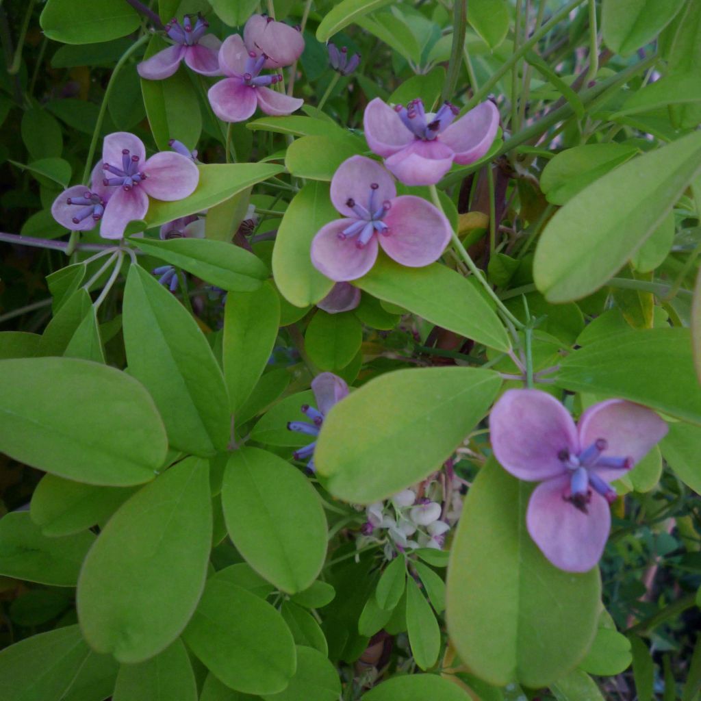 Akebia quinata Silver Bells - Schijnaugurk