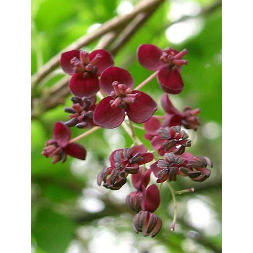 Akebia x pentaphylla - Schijnaugurk