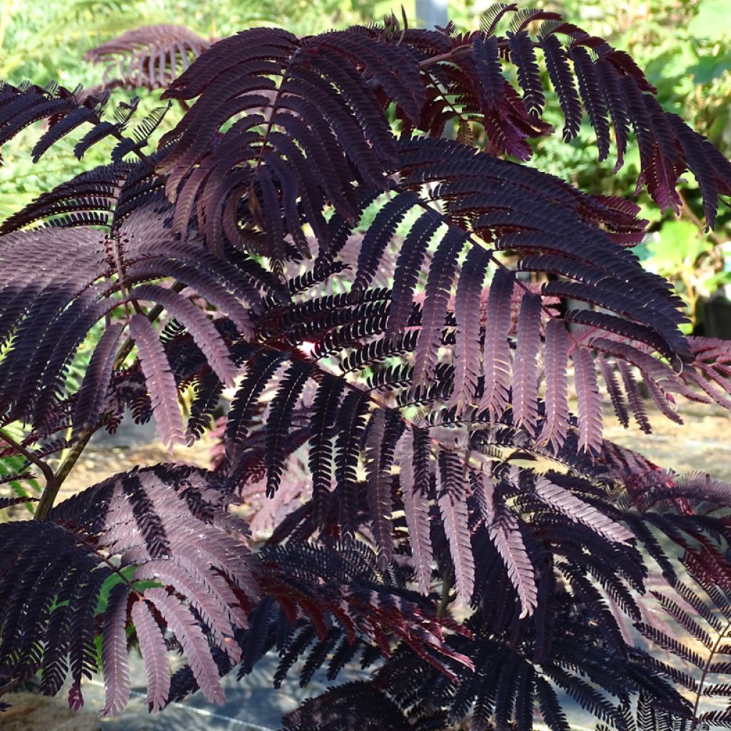 Albizia julibrissin Summer Chocolate - Perzische slaapboom
