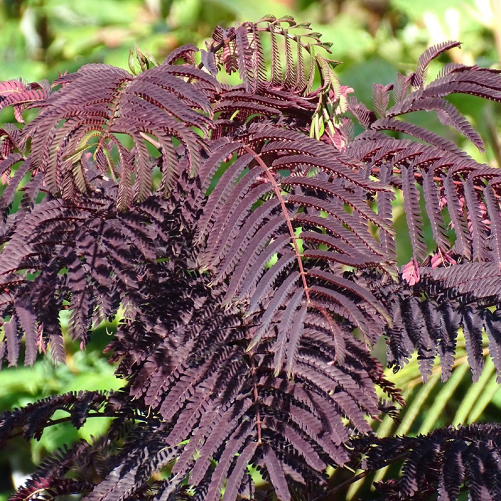 Albizia julibrissin Summer Chocolate - Perzische slaapboom