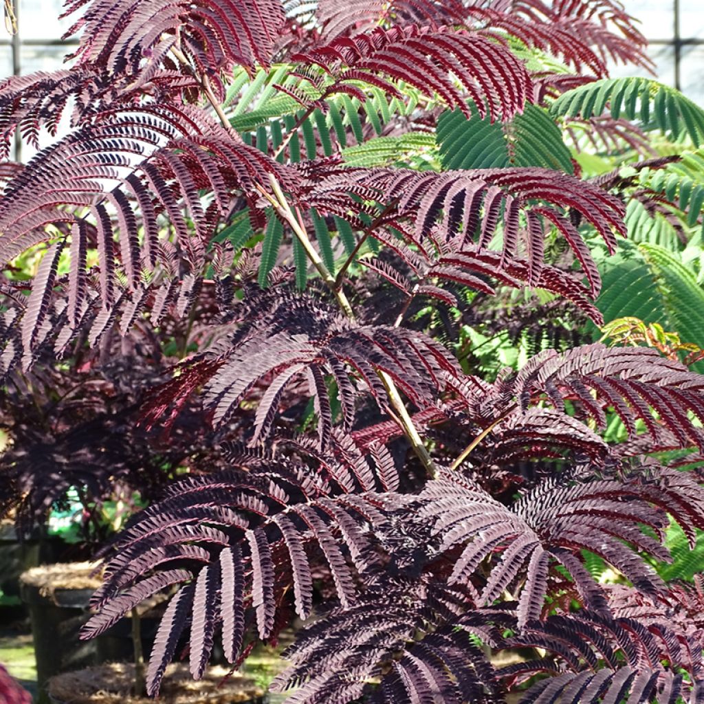 Albizia julibrissin Summer Chocolate - Perzische slaapboom