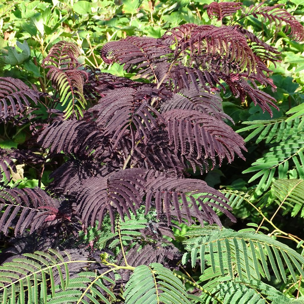 Albizia julibrissin Summer Chocolate - Perzische slaapboom