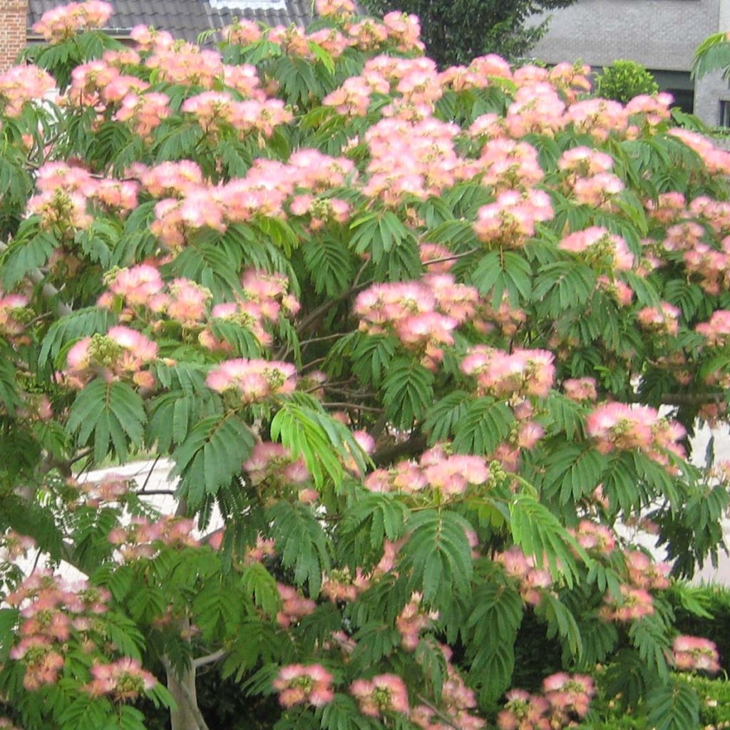 Albizia julibrissin Tropical Dream - Perzische slaapboom