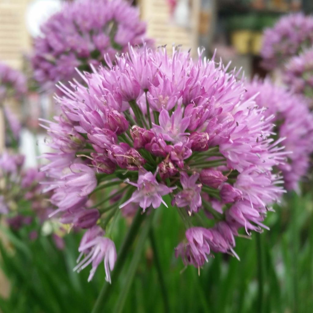 Allium Millenium - Sierui