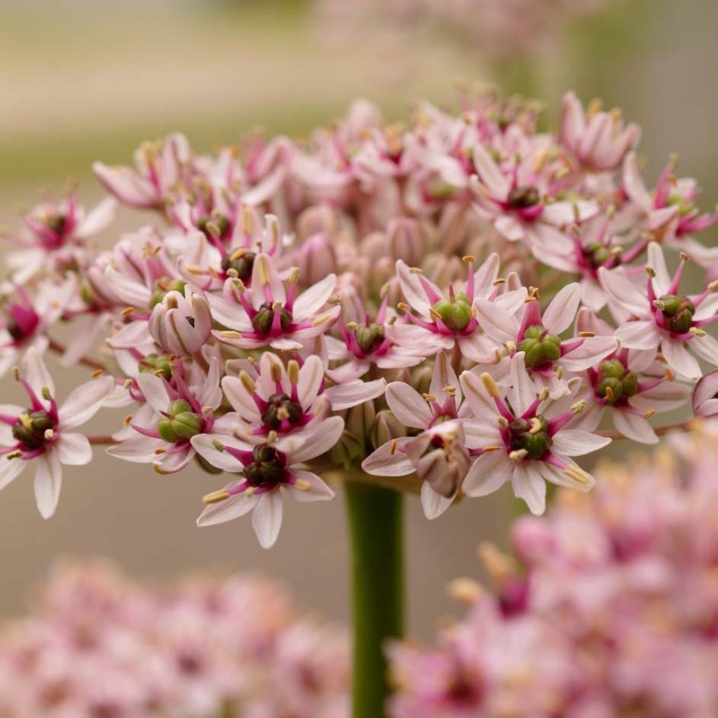 Allium Red Eye - Sierui