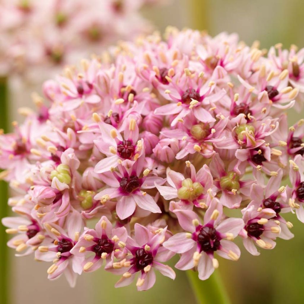Allium Red Eye - Sierui