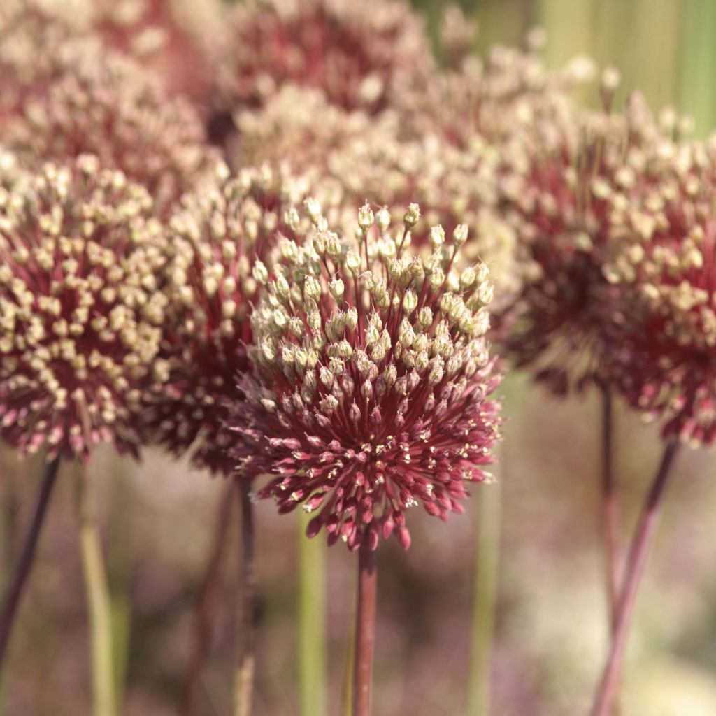 Allium amethystinum Red Mohican - Sierui