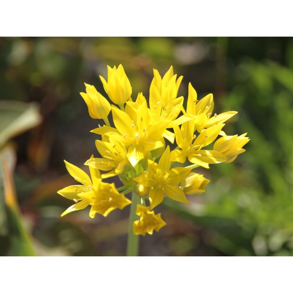 Allium moly - Goudlook
