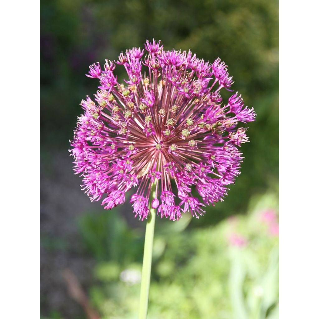 Allium aflatunense Purple Sensation - Sierui