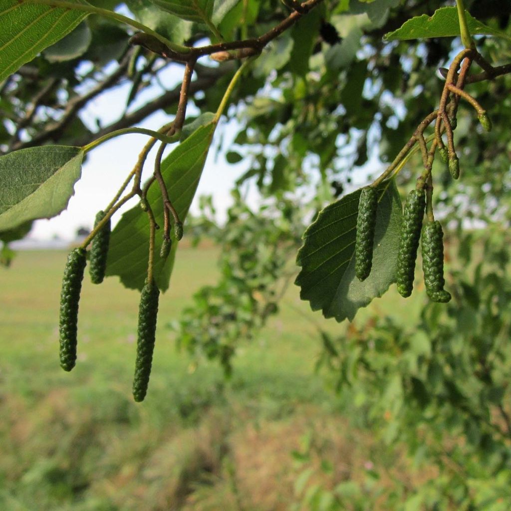 Alnus glutinosa - Zwarte els