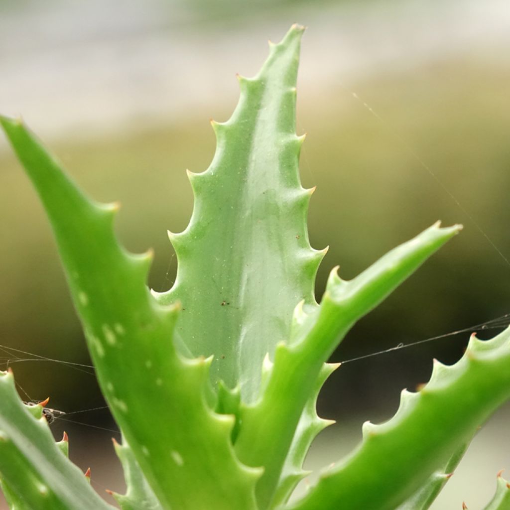 Aloe morogoroensis - Boomaloë