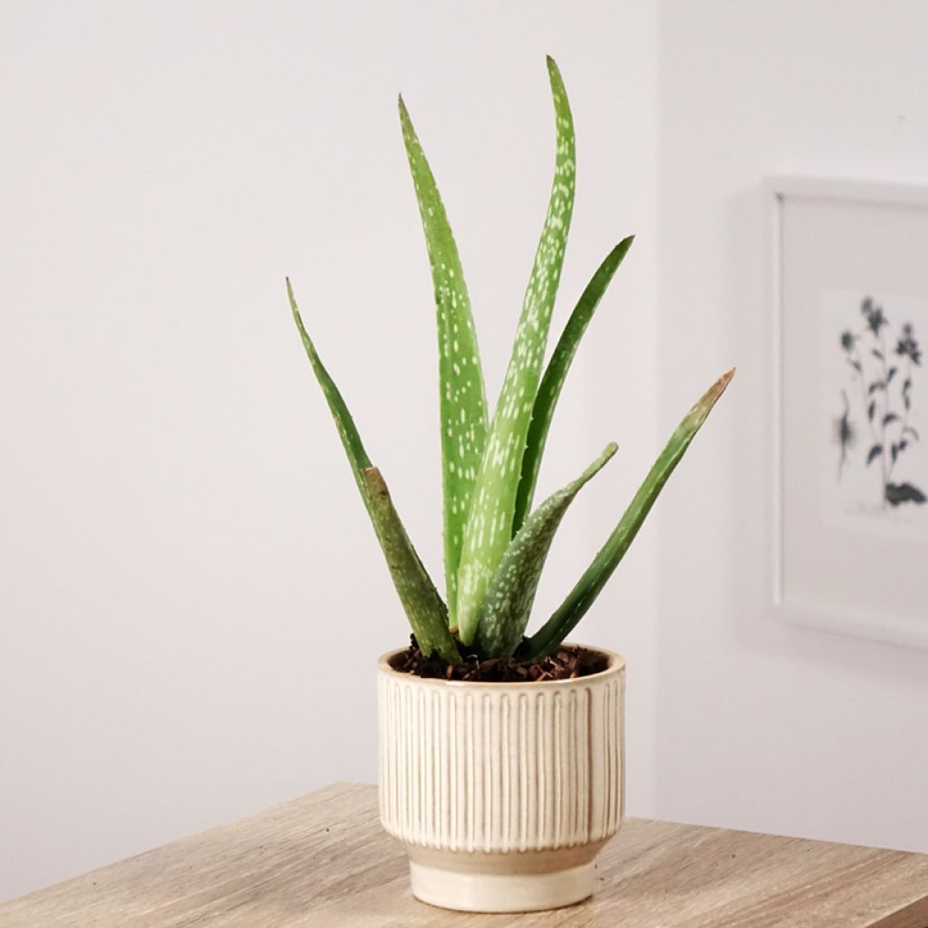 Aloë vera - Aloë vera