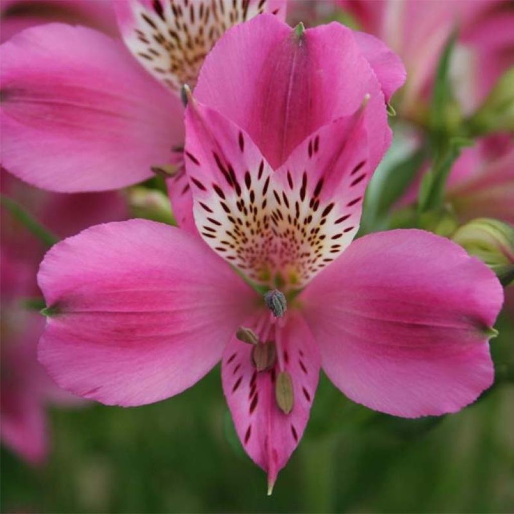 Alstroemeria Duc d'Anjou Edouard - Incalelie