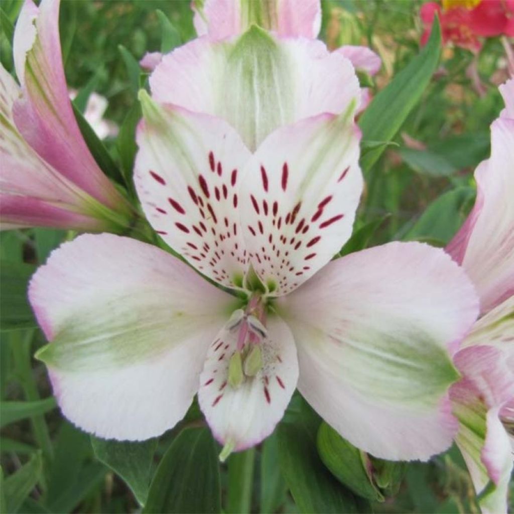 Alstroemeria Duc d'Anjou François - Incalelie