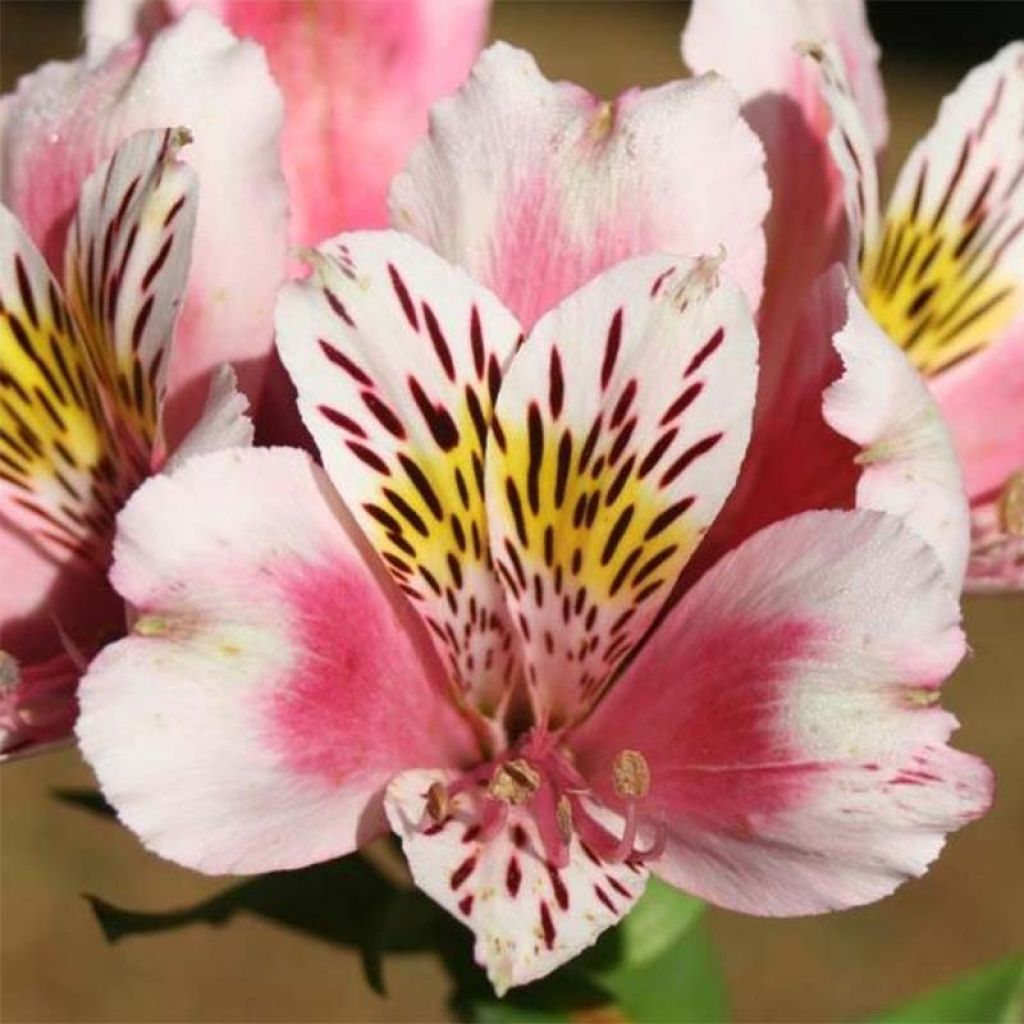 Alstroemeria Duc d'Anjou William - Incalelie