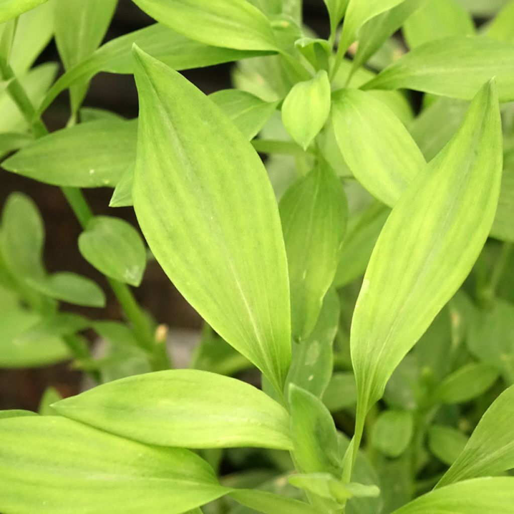 Alstroemeria Majestic Layon - Incalelie