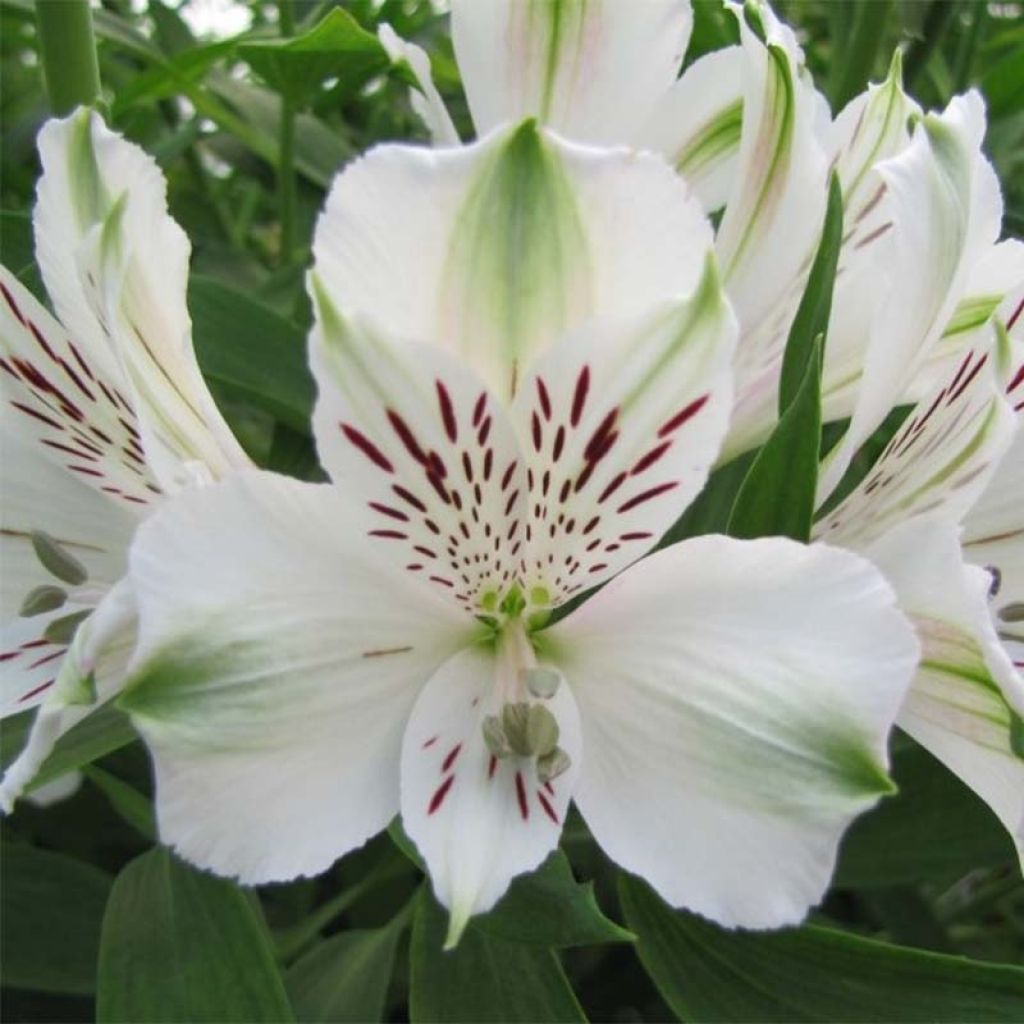Alstroemeria Majestic Mazé - Incalelie