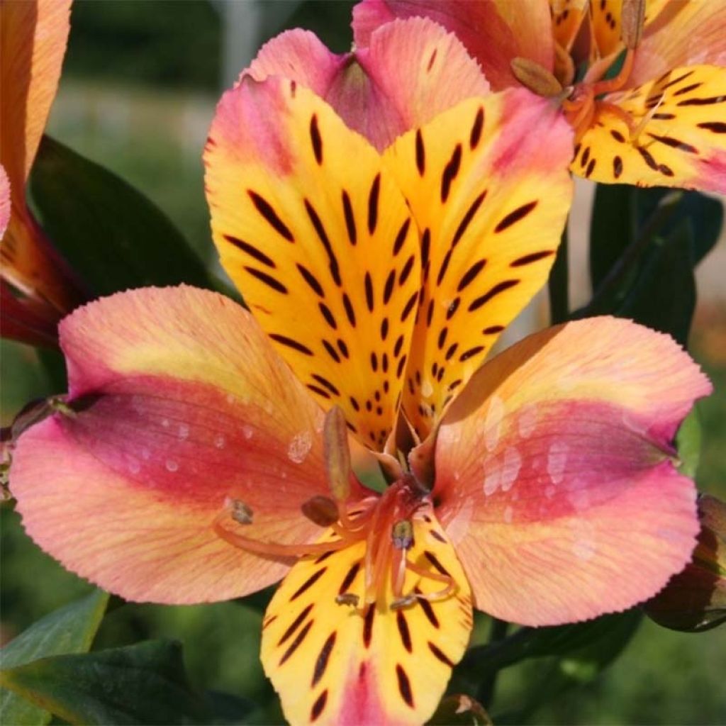 Alstroemeria Majestic Aubance - Incalelie