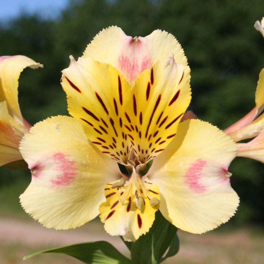 Alstroemeria Majestic Briançon - Incalelie