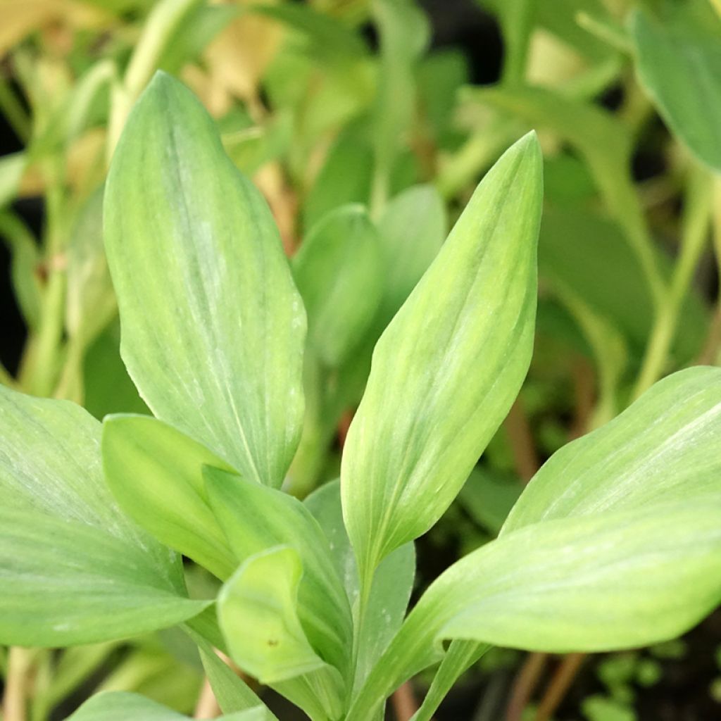 Alstroemeria Majestic Briançon - Incalelie