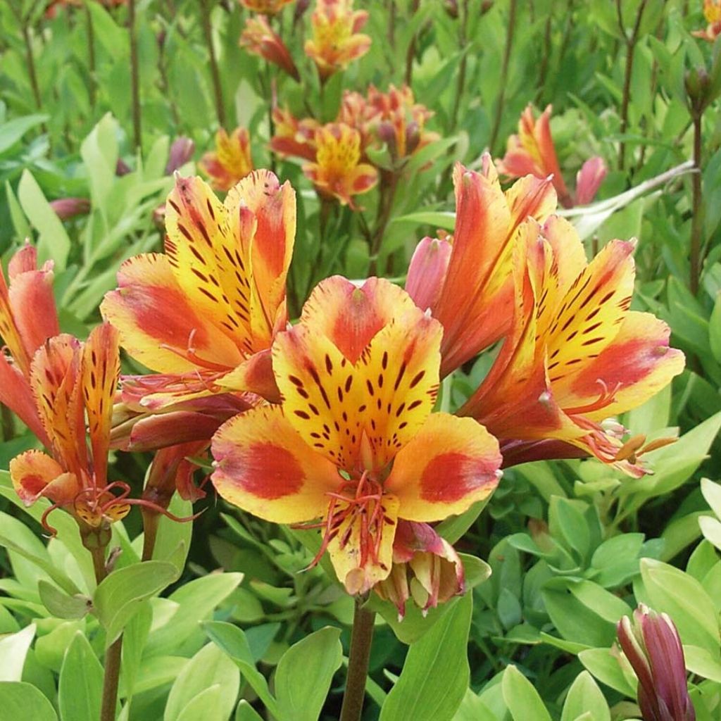 Alstroemeria Inca Exotica - Incalelie