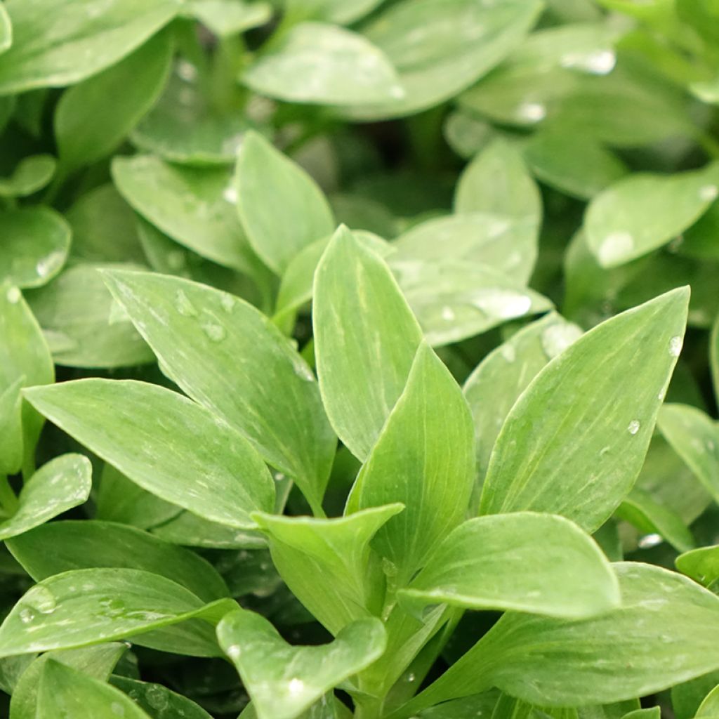Alstroemeria Pitchounes Oceane - Incalelie