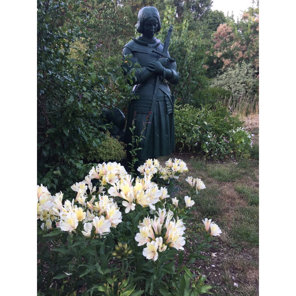 Alstroemeria Garden Summer Snow - Incalelie