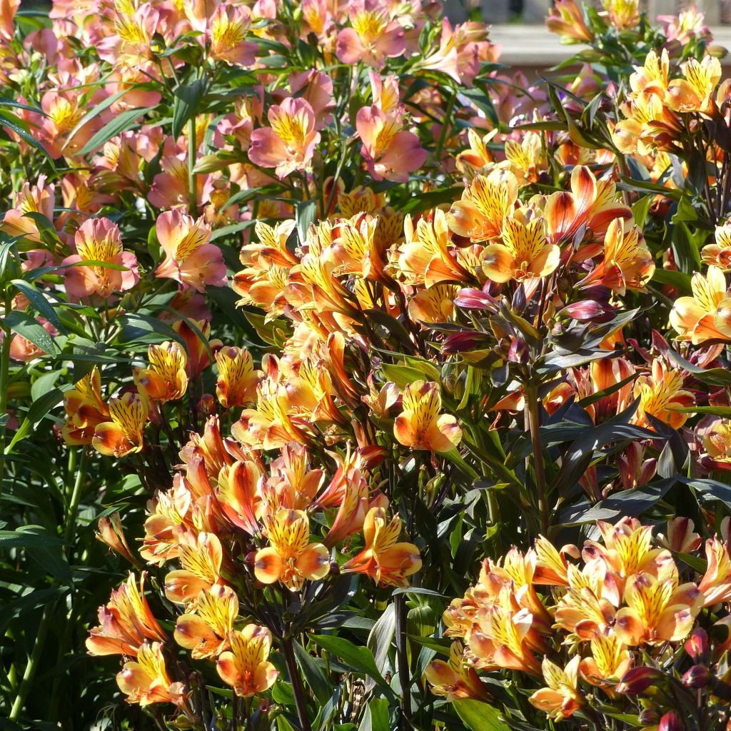 Alstroemeria Indian Summer - Incalelie