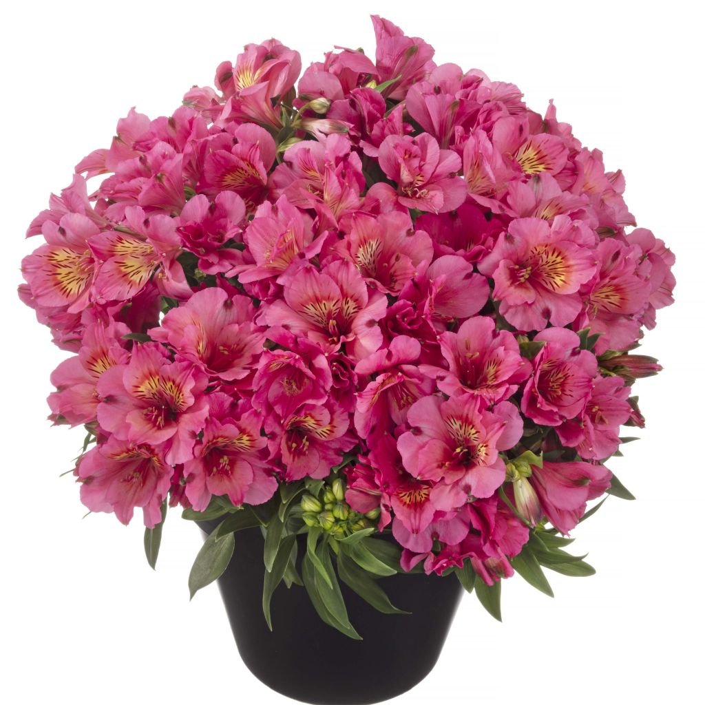 Alstroemeria Inticancha Sun Malaga - Incalelie