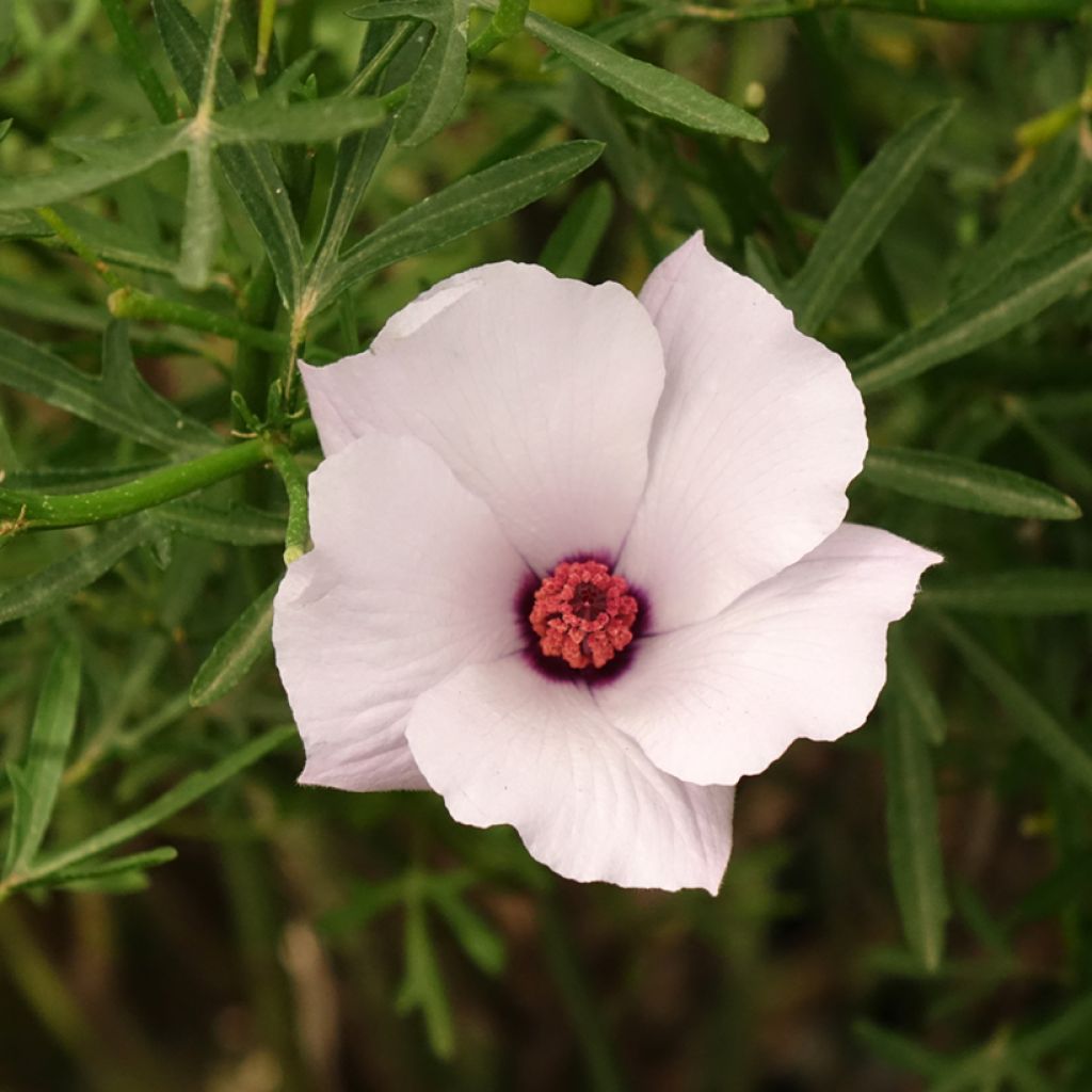 Alyogyne cuneiformis - Australische hibiscus