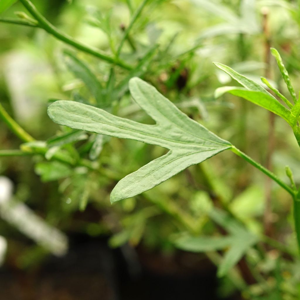 Alyogyne Delightfully - Australische hibiscus